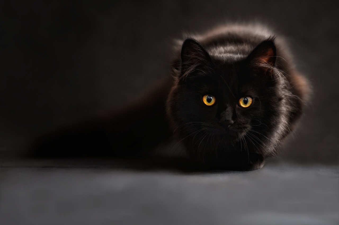 How do cats perceive colour? AffluenceR